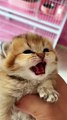 Baby cat-cute and funny cat video cute animal cat