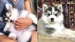 Funny And SOO Cute Husky Baby Puppies Compilation #4