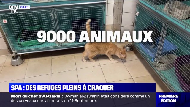 Cet été, les refuges de la SPA font face à une hausse des abandons d'animaux