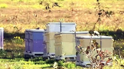 Important bee research project will have to be destroyed as site is declared varroa mite red zone