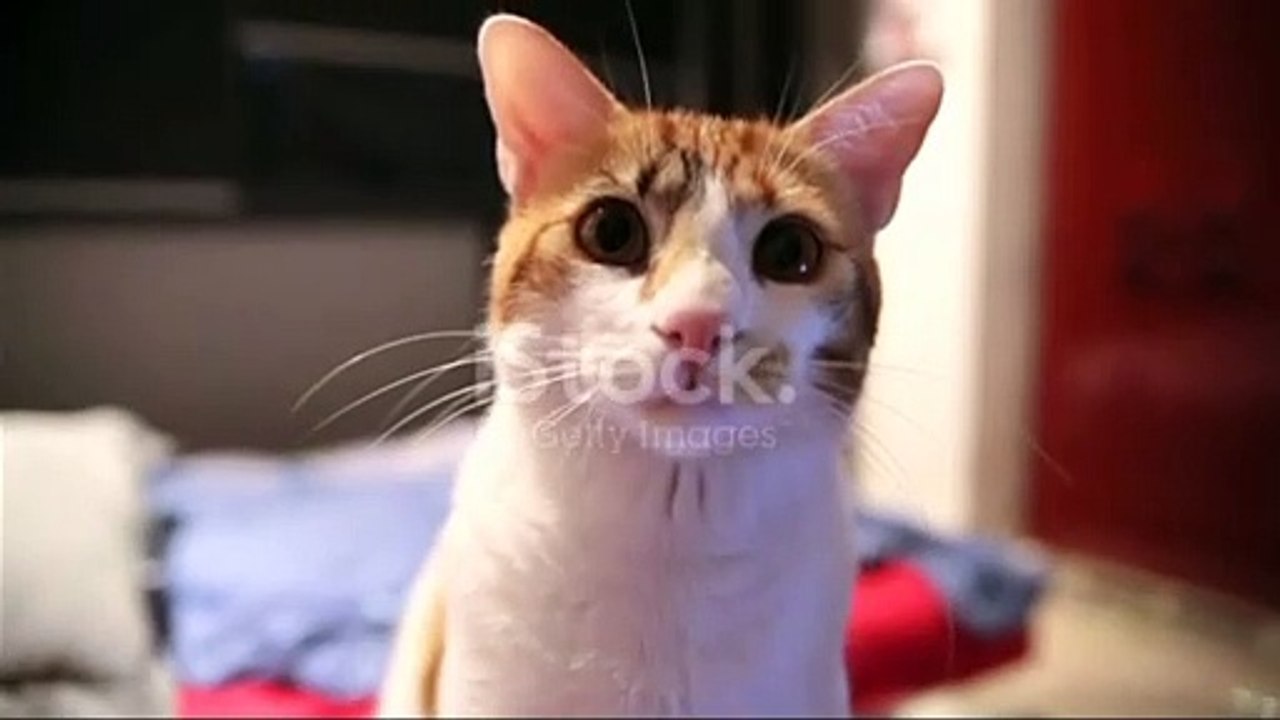 This cat is in a lot of trouble No one understands the pain | Funny Animal |