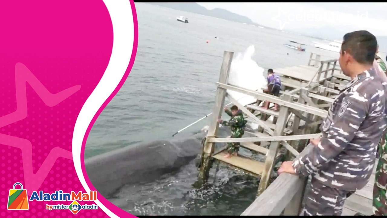 Peduli Pelestarian Hewan Langka, TNI AL Bantu Evakuasi Paus Terdampar