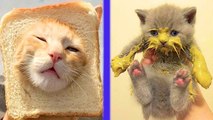 BEST CAT MEMES COMPILATION | FUNNY CATS