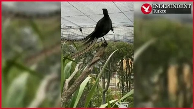 Bebek ağlamasını taklit eden lir kuşu, gündem oldu