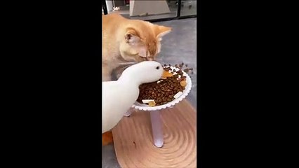 Quand une oie pique la nourriture du chat