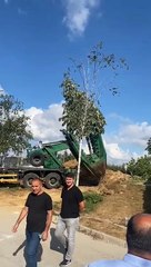 Çekmeköy'de ağaçlar sökülüyor