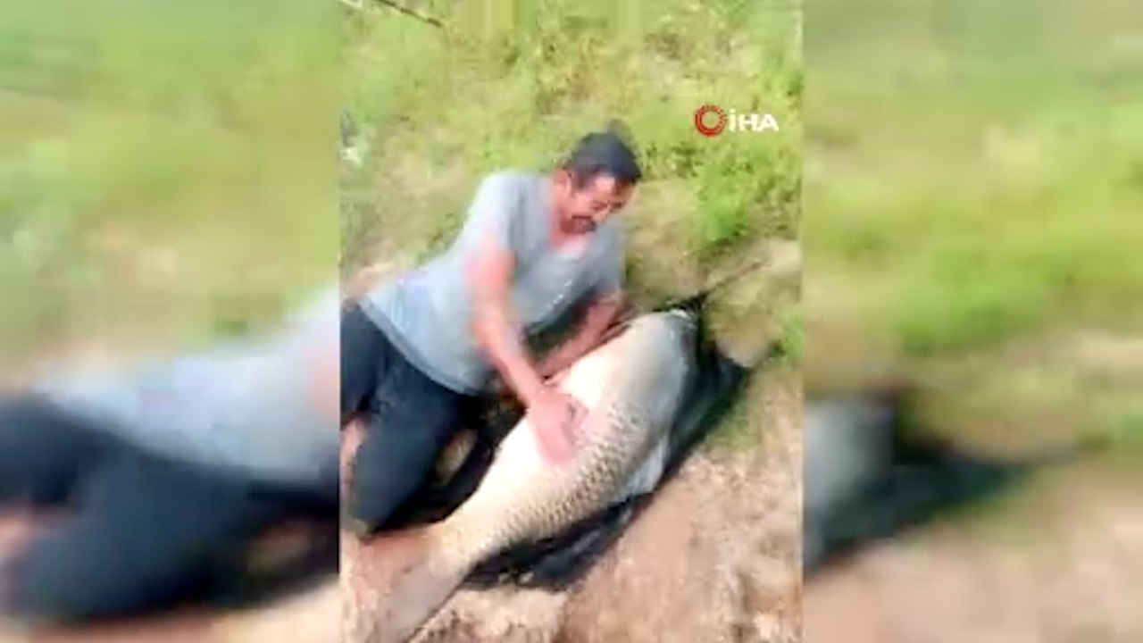 Ömerli Barajı’nda oltaya takılan dev sazan balığı görenleri şaşırttı