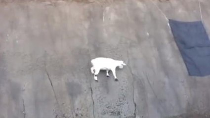 Fizik yasasına kafa tutan keçi yamaçta düşmeden yürümeyi başardı