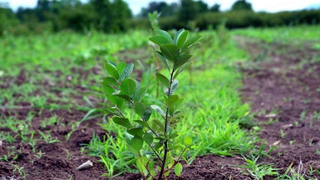 Samsun haber | Geleceğin meyvesi 'aronya' Samsun'da üretiliyor