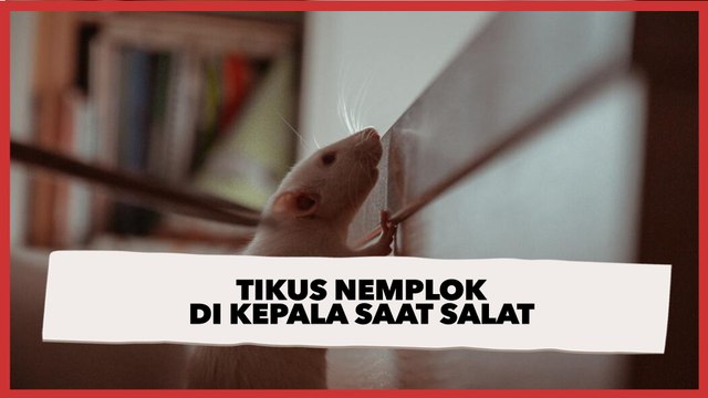 Tikus Nemplok di Kepala Saat Salat, Warganet: Kalau Aku Udah Pingsan
