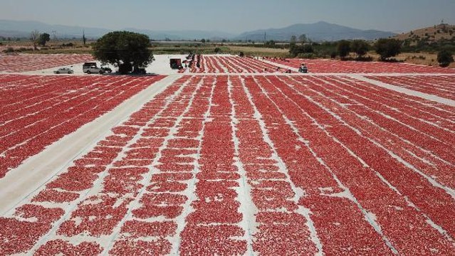 İzmir gündem haberi: TORBALI'DAN ABD VE AVRUPA'YA KURUTULMUŞ DOMATES İHRACATI