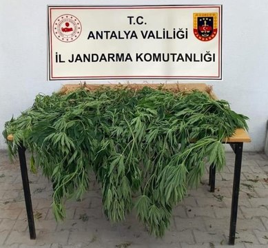 Antalya haberi | Korkuteli'de jandarma 30 kök kenevir ele geçirdi