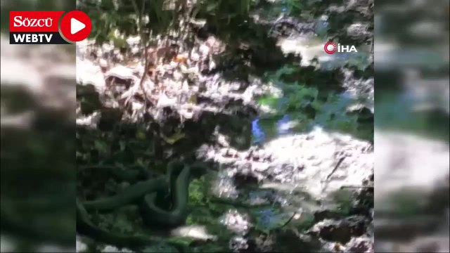 Yılanların birbirini yemeye çalışması görüntülendi