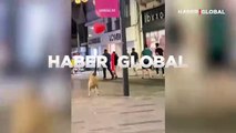 İstiklal Caddesi'nde tek başına balonla oynayan köpek viral oldu