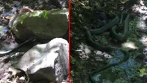 Aşırı sıcaktan dolayı ortaya çıkan dev yılanlar, birbirini yemeye çalıştı