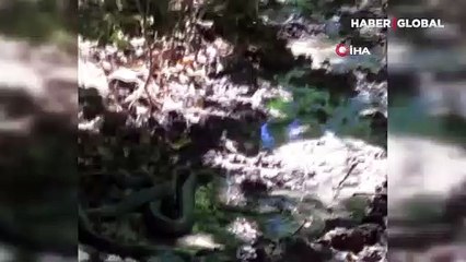 Birbirini yemeye çalışan yılanların mücadelesi kameraya yansıdı