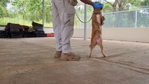 ميلي كلبة صمدت بلا أكل ولا شرب لأربعين يوما تنضم لطاقم مطار بنما