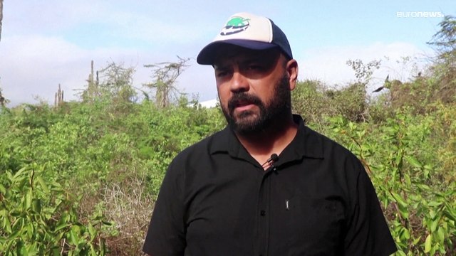 Nacen iguanas terrestres en una isla de Galápagos después de casi dos siglos