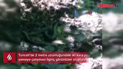 Yılanların birbirini yemeye çalışması görüntülendi