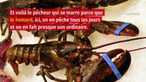 François de Rugy, le homard ne l’a pas tué