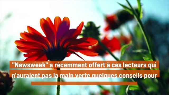Quelques astuces pour vous aider à faire pousser vos fleurs printanières