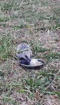 Un hérisson assoiffé boit dans le couvercle d'un pique-nique au Bois de Vincennes