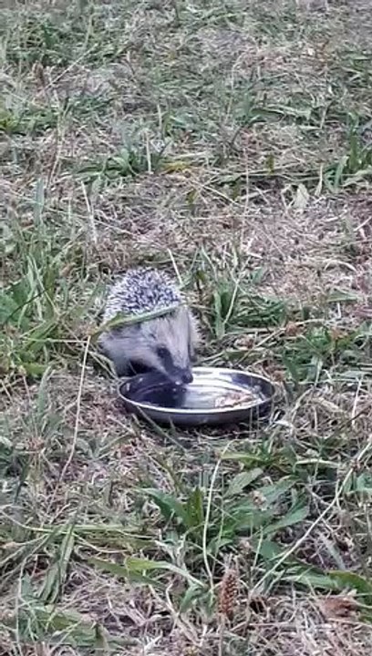 Un hérisson assoiffé boit dans le couvercle d'un pique-nique au Bois de Vincennes
