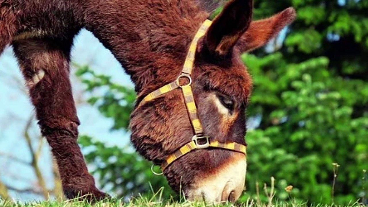 Dajjal ki Sawari | Dajal White Donkey | Infography