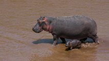 L'hippopotame pourrait rejoindre la liste des animaux les plus menacés