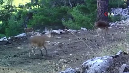 Geyiklerin doğal ortamlarındaki görüntüleri belgeselleri aratmadı