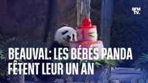 Les jumelles panda du Zoo de Beauval, Huanlili et Yuandudu, fêtent leur premier anniversaire