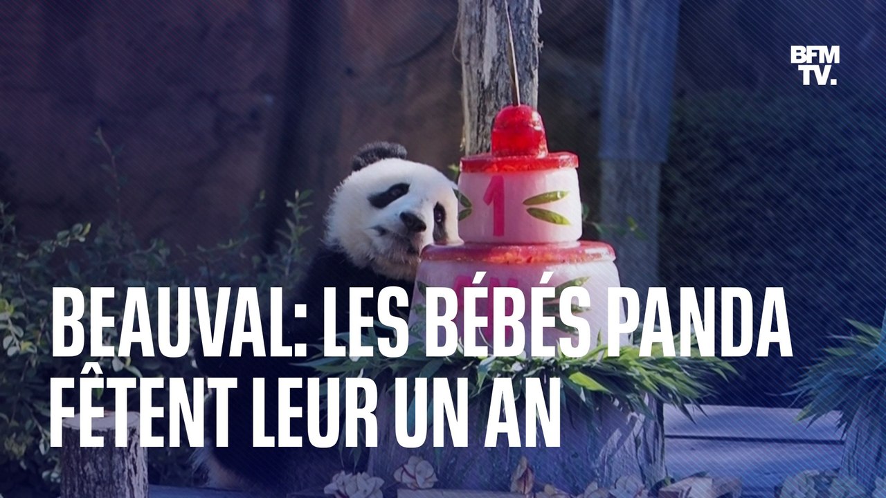 Les jumelles panda du Zoo de Beauval, Huanlili...