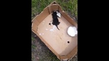 Un chaton abandonné par sa mère
