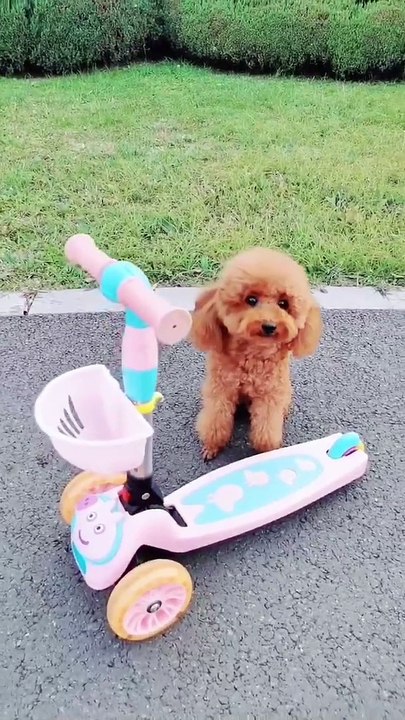 The clever doggie gives me a surprise