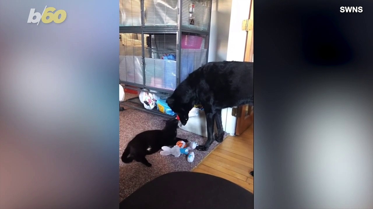 This Seeing Eye Cat and Blind Dog is Adorable
