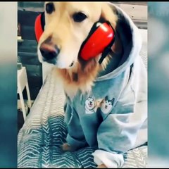 Cute Dog Attack Me || Cute Animal Funny Video #pet #dog #cat #pet #animal