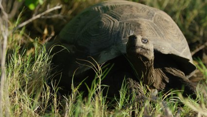 An escaped giant tortoise takes up the train tracks and brings traffic to a halt