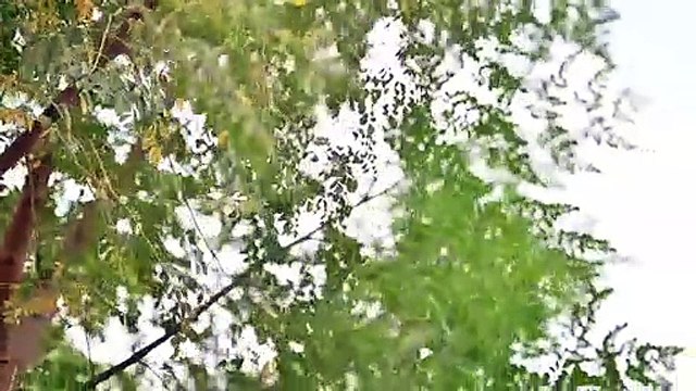 Montage of pink okra, garden, composting, Eda gardening, melons, indoor garden