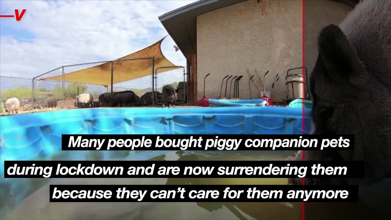 Better Piggies Rescue is at Capacity as Pigs Bought as Pets During Lockdown Are Now Being Given Away