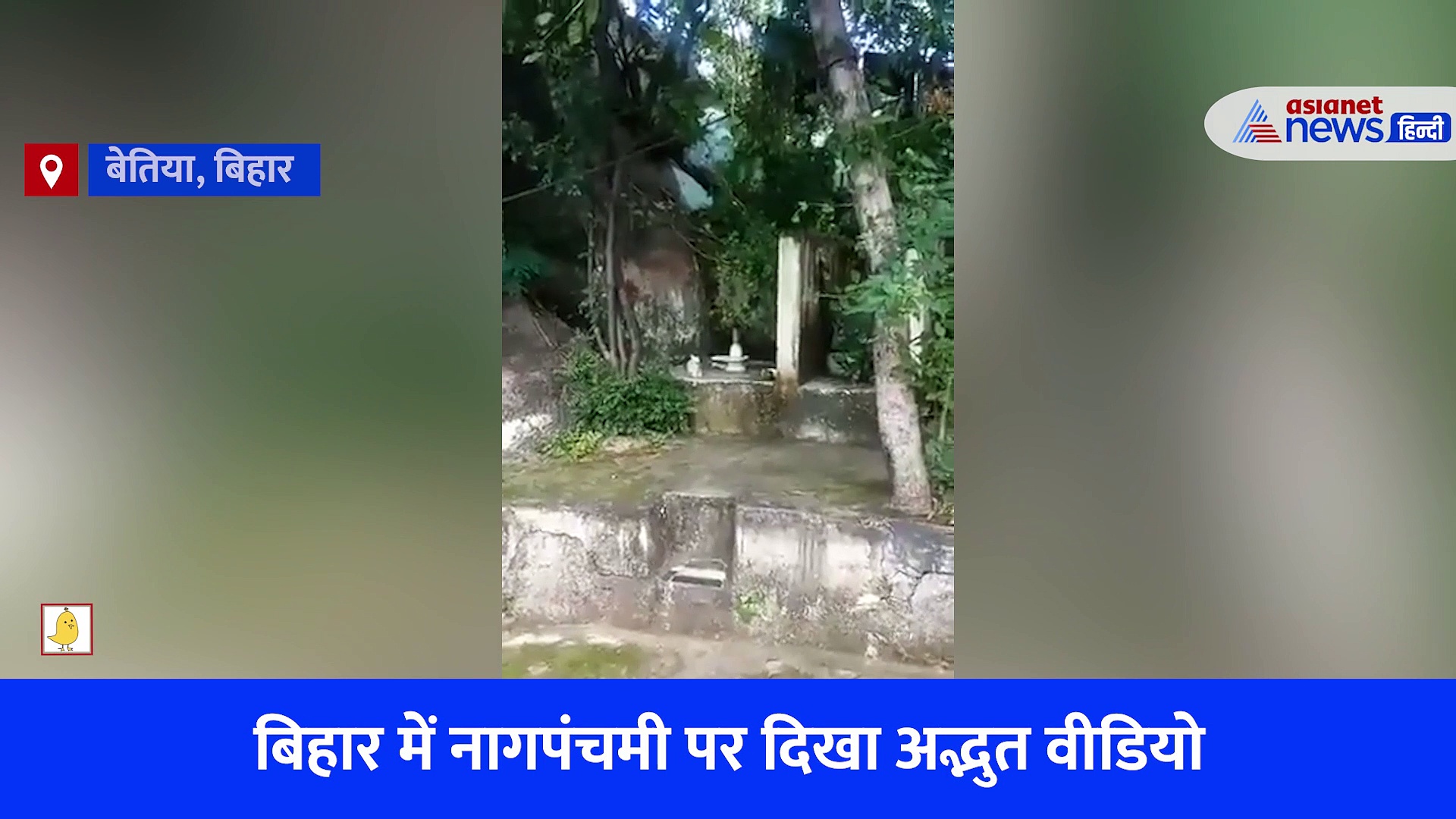 Video: फन फैलाए शिवलिंग से लिपटा दिखा नाग, बिहार में नागपंचमी पर दिखा अद्भुत नजारा