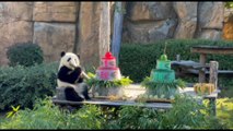 Torta di compleanno per le panda gemelle di Beauval in Francia