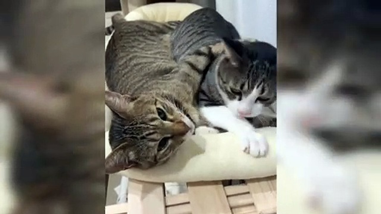 Romantic Kitty
