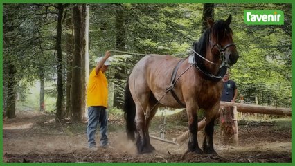 Demo Forest, l'événement forestier incontournable