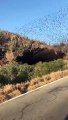 Des milliers de chauve-souris s'envolent d'une caverne