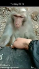 Funniest Cats  -  Best Funny Animal  Funny Video Animals Moments Funny Animals Fun More