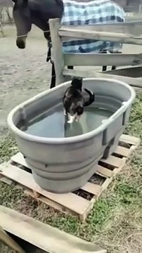 Best Funny Animal Videos 2022 - Funniest Dogs And Cats Videos 2021 #cats #dogloves #funnyanimals