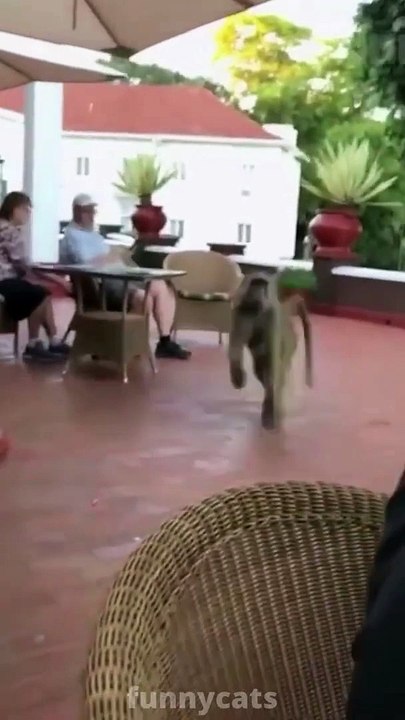 Funny Animal Videos 2022  Cutest Monkey cat dog