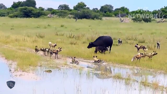 Pack Of Wild Dog Fierce And Bloodthirsty Destroy Big Prey Too Brutally Animal Planet Discovery