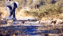OMG! Crazy Angry Giant Elephant Attacks Lion to Protect His Family, Elephan vs Lion