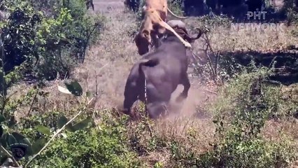 Lion Family In Turn Sacrifice When Suddenly Attack by Herd Of Crazy Buffalo, Animal Planet Discovery